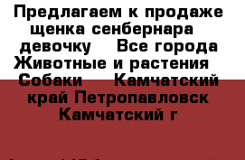 Предлагаем к продаже щенка сенбернара - девочку. - Все города Животные и растения » Собаки   . Камчатский край,Петропавловск-Камчатский г.